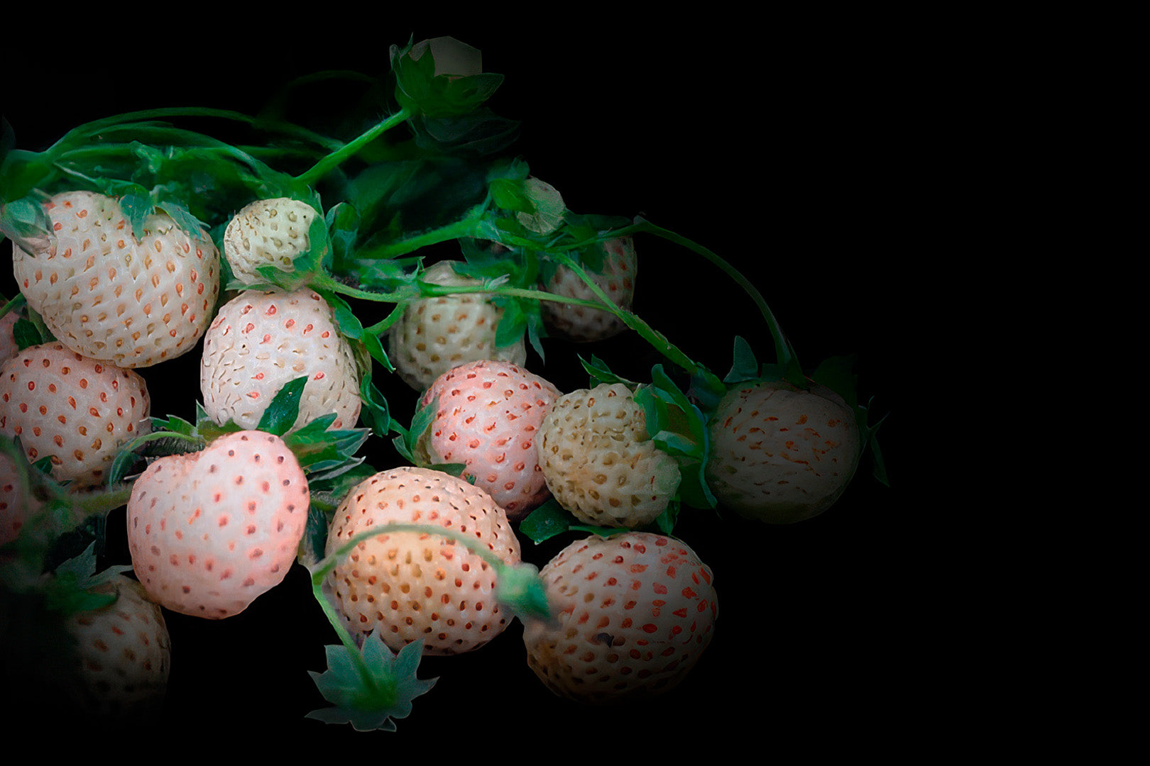 Frutilla blanca